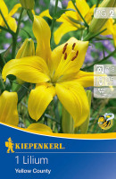 Kiepenkerl Asiatische Lilie Yellow County