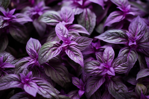 large-ai-generated-fragrant-purple-basil-herbs-plant-generate-ai
