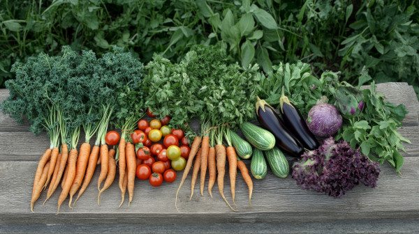 large-fresh-organic-vegetables-carrots-tomatoes-eggplants-cucumbers-herbs-and-lettuce