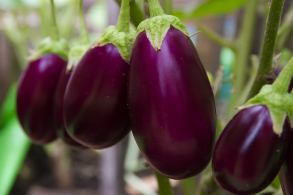 2400-mature-eggplants-in-the-organic-garden-plant