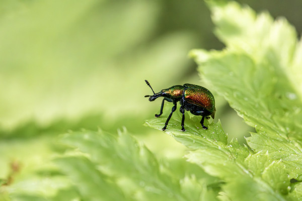 aspen-leaf-rolling-weevil-8792300_1920