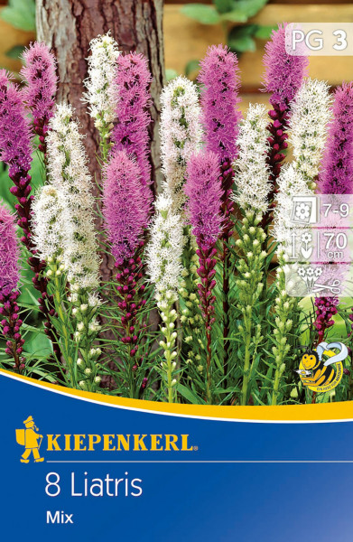 Produktbild von Kiepenkerl Prachtscharte Liatris in Blau und Weiß mit Blütenbilder und Verpackungsdesign samt Firmenlogo und Produktbeschriftung.