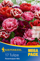 Kiepenkerl Mega-Pack Gefüllte späte Tulpe Rosentulpen-Mischung