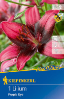 Kiepenkerl Asiatische Lilie Purple Eye