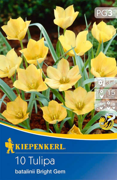 Produktbild von Kiepenkerl Wildtulpe batalinii Bright Gem mit gelben Blüten und Verpackungsdesign mit Markenlogo Pflanzinformationen und Bienenfreundlichkeitssymbol