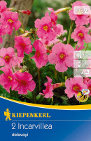 Kiepenkerl Freilandgloxinie