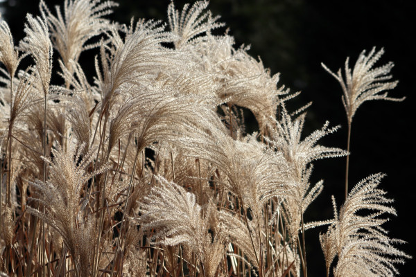 reed-grass-4805751_1920