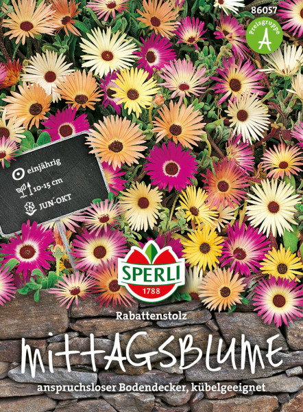 Produktbild von Sperli Mittagsblume Rabattenstolz mit bunten Blüten verschiedenen Farben vor Steinmauer anzuchtslose Bodendecker kubelgeeignet