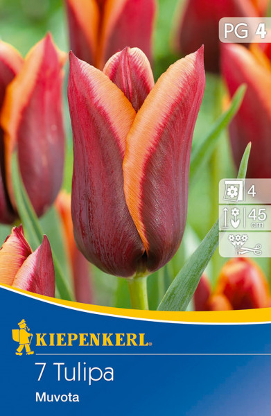 Produktbild von Kiepenkerl Triumph-Tulpe Muvota mit mehreren roten und gelben Tulpen im Hintergrund und Verpackungsinformationen im Vordergrund.
