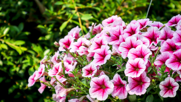 2400-surfinia-flowers-surfinia-is-actually-a-kind-of-hanging-petunia