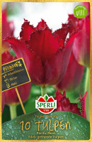 Sperli Premium Gefranste Tulpe Pacific Pearl
