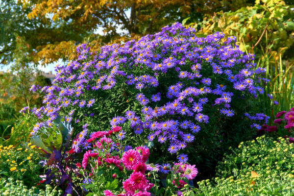 2400-delicate-bush-of-autumn-purple-lilac-blue-asters-october-sky-family