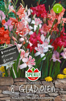 Sperli Gladiole Nanus Mischung