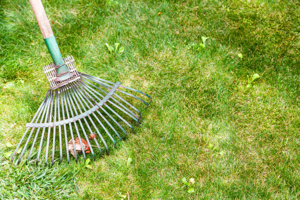 large-raking-leaves-from-green-lawn-by-rake