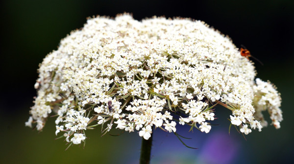 wild-carrot-6386557_1280