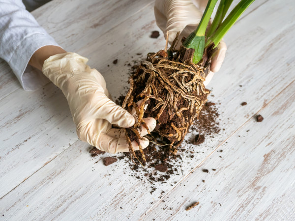 2400-a-gloved-hand-shows-the-damaged-diseased-orchid-roots-on-the-table-close-up-of-the-affected-orchid-roots-the-plant-needs-to-be-transplanted