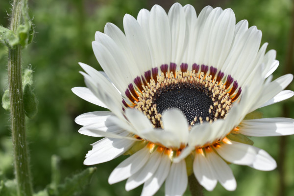 2400-large-white-flowers-of-venidium-close-up-parts-of-the-flower-stamens-and-pistils-pollen-1