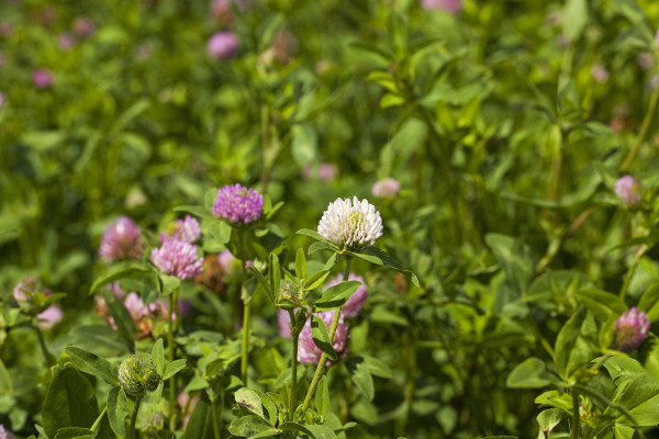 large-flowering-clover-close-up-1