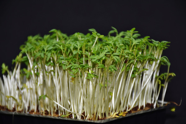 garden-cress-3311846_1920