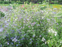 Kiepenkerl Bienenfutterpflanzen einjährig