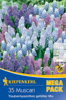 Kiepenkerl Mega-Pack Traubenhyazinthe Mischung mit gefüllten Sorten