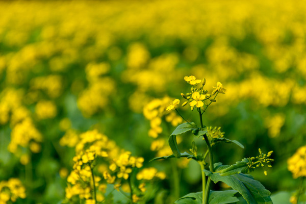 large-yellow-mustard-flower-brassica-field-with-a-single-flower-bud-in-focus