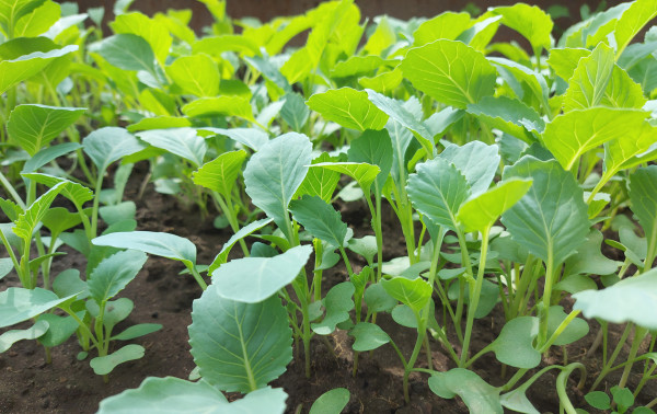 2400-cabbage-seedlings-growing-in-a-greenhouse-vegetable-garden-plant-beds-agricultural-crops-gardening-small-green-leaves-5