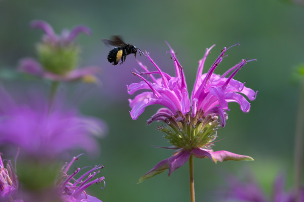 2400-a-blooming-garden-filled-with-monarda-plants-and-native-texas-bees