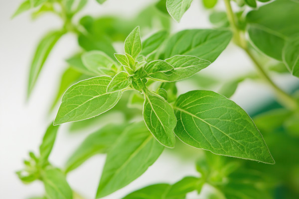 large-close-up-of-fresh-green-herb-leaves