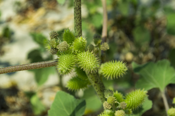 2400-spiny-weed-close-up