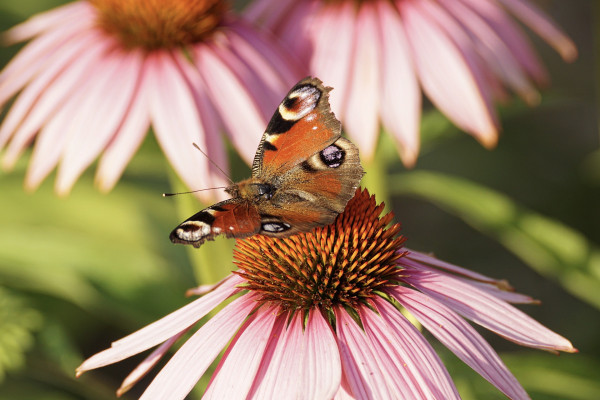 peacock-butterfly-3514955_1920