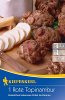 Kiepenkerl Rote Topinambur Violet de Rennes Helianthus tuberosus