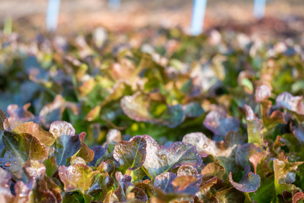 2400-close-up-farming-organic-red-oak-in-plantation
