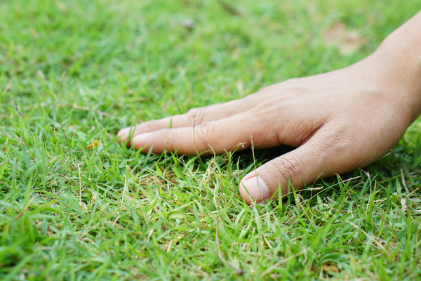 2400-human-hand-touching-grass-and-soil