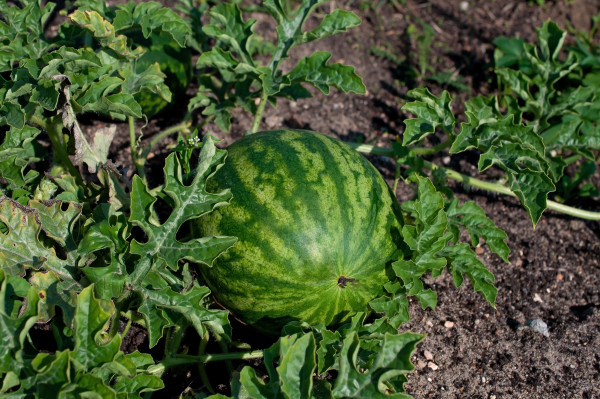 2400-watermelon-grows-on-a-melon-bed