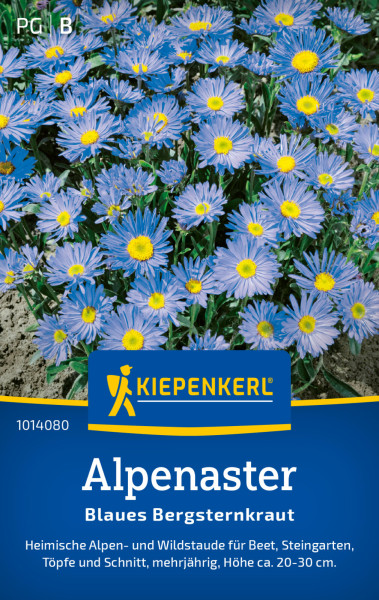 Kiepenkerl Alpenaster Blaues Bergsternkraut