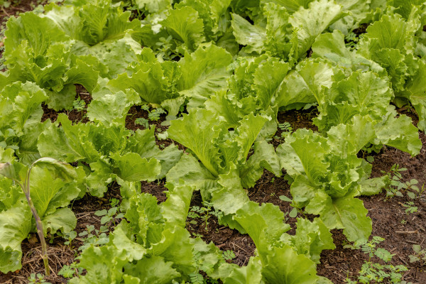 large-green-lettuce-seedlings