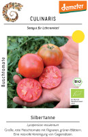 Culinaris BIO Buschtomate Silbertanne