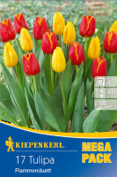 Kiepenkerl Mega-Pack Flammenduett Triumphtulpe