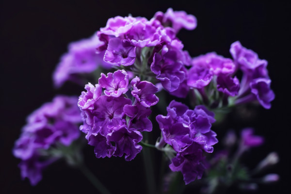 2400-beautiful-purple-flowers-blooming-against-a-dark-background-in-a-close-up-view-during-twilight