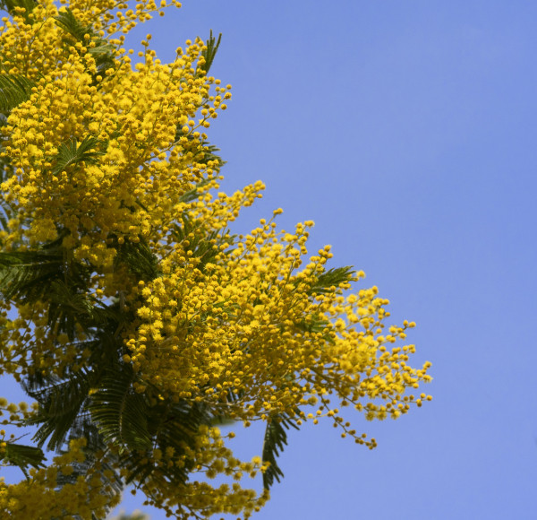 2400-a-tree-with-yellow-flowers-against-a-blue-sky