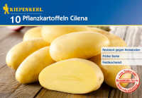 Kiepenkerl Pflanzkartoffel Cilena 10St.