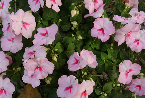 impatiens-1239866_1280