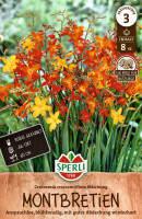 Sperli Montbretie Kleinblumiger Mix