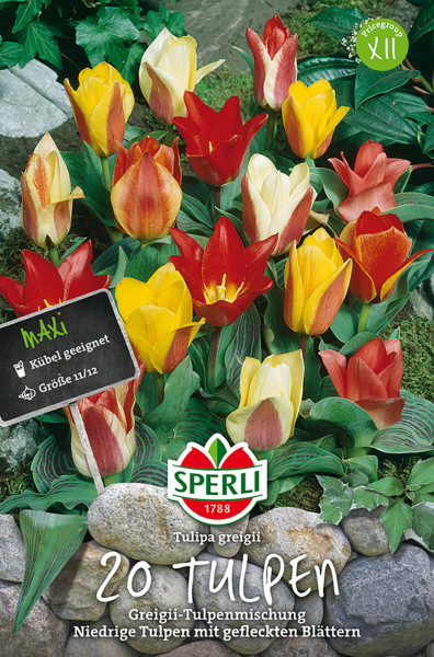 Produktbild von Sperli Maxi Tulpen Greigii Mischung mit einer Darstellung bunter Tulpen in verschiedenen Farben und Informationen zur Größe und Eignung für Kübel.