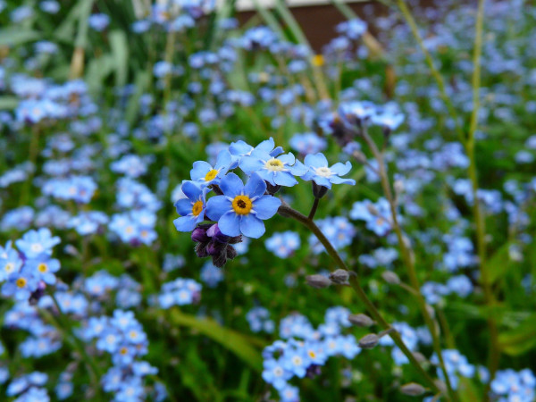 forget-me-not-3965_1920