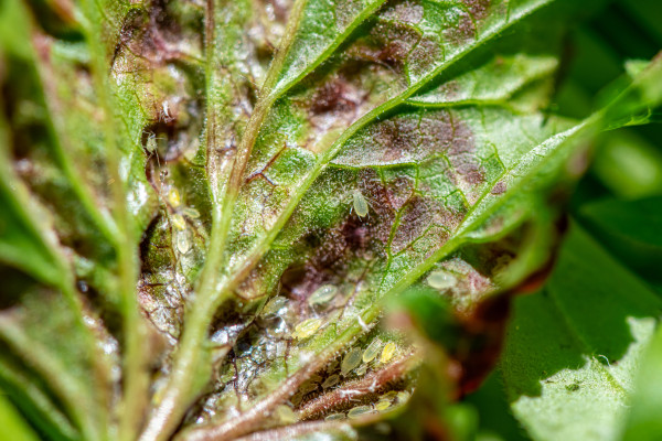 large-aphids-on-damaged-currant-leaves-pests-on-garden-plants-gardening-pest-control