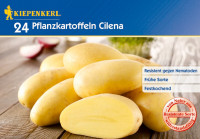 Kiepenkerl Pflanzkartoffel Cilena