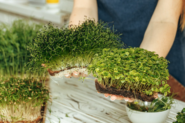 large-hands-of-a-woman-holding-trays-with-micro-green