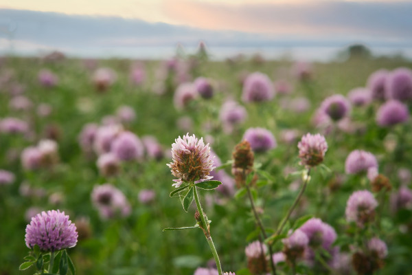 large-summer-meadow-with-clover-pink-and-white-flowers-in-the-green-grass-medicinal-plant